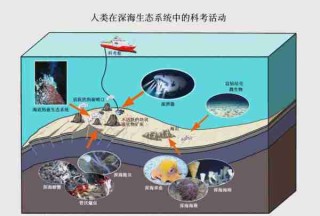 海洋生态系统探秘/海洋生态系统的特点和作用