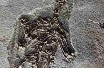 古生物化石研究进展/古生物化石有什么用