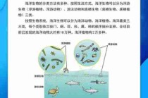 海洋生态系统探秘/海洋生态系统例子