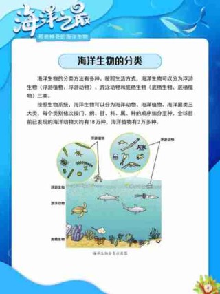 海洋生态系统探秘/海洋生态系统例子