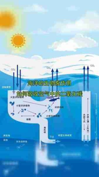 海洋生态系统探秘/海洋生态系统的特点和作用