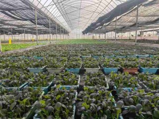 有机蔬菜种植技术/有机蔬菜种植技术视频