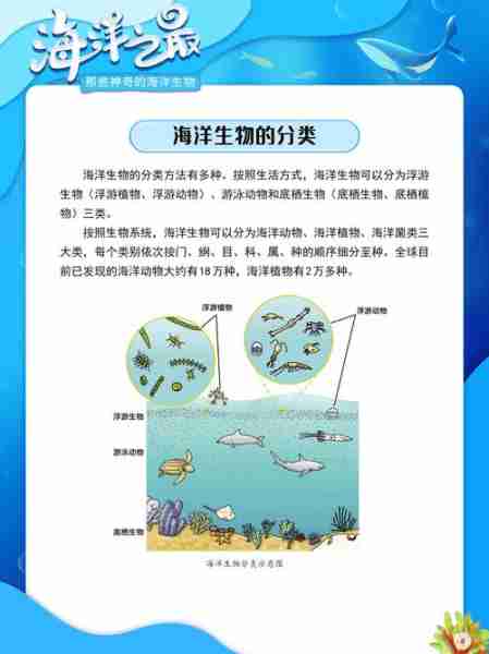 海洋生态系统探秘/海洋生态系统例子