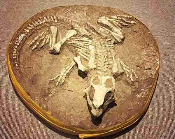 古生物化石研究进展/古生物化石展览