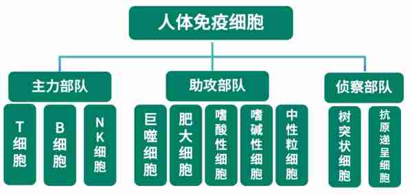 人体免疫系统揭秘/人体免疫系统有多强大知乎